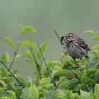 Wiesenpieper mit fetter Beute