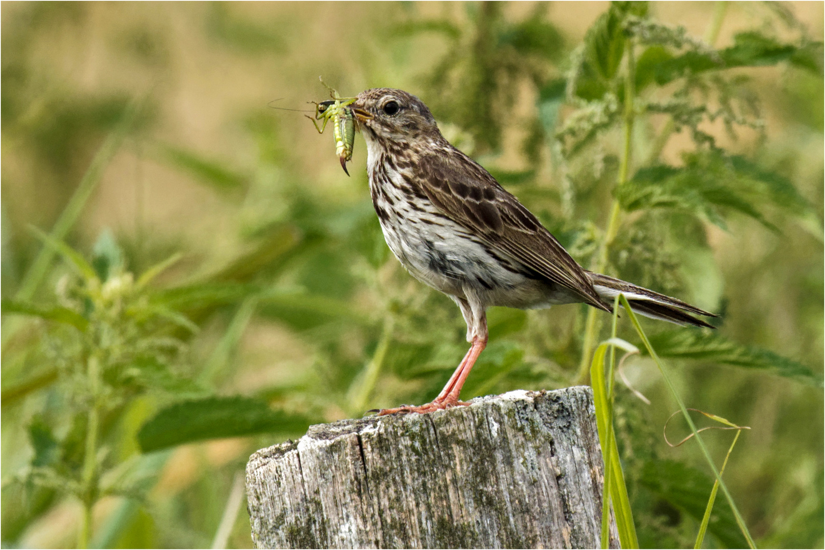 Wiesenpieper mit fetter Beute  .....