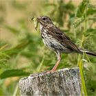 Wiesenpieper mit fetter Beute  .....