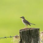 Wiesenpieper mit Futter