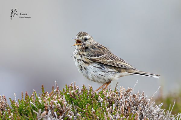 Wiesenpieper // Norwegen