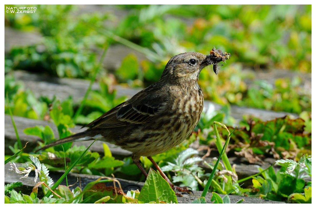 - Wiesenpieper versogt den Nachwuchs - ( Anthus pratensis )