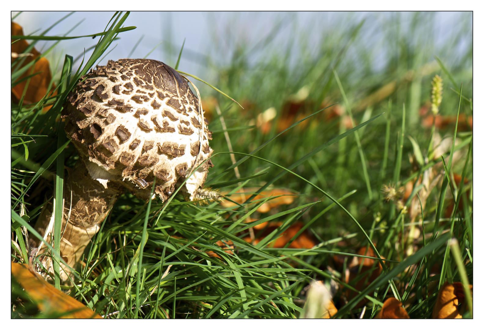 Wiesenpilz