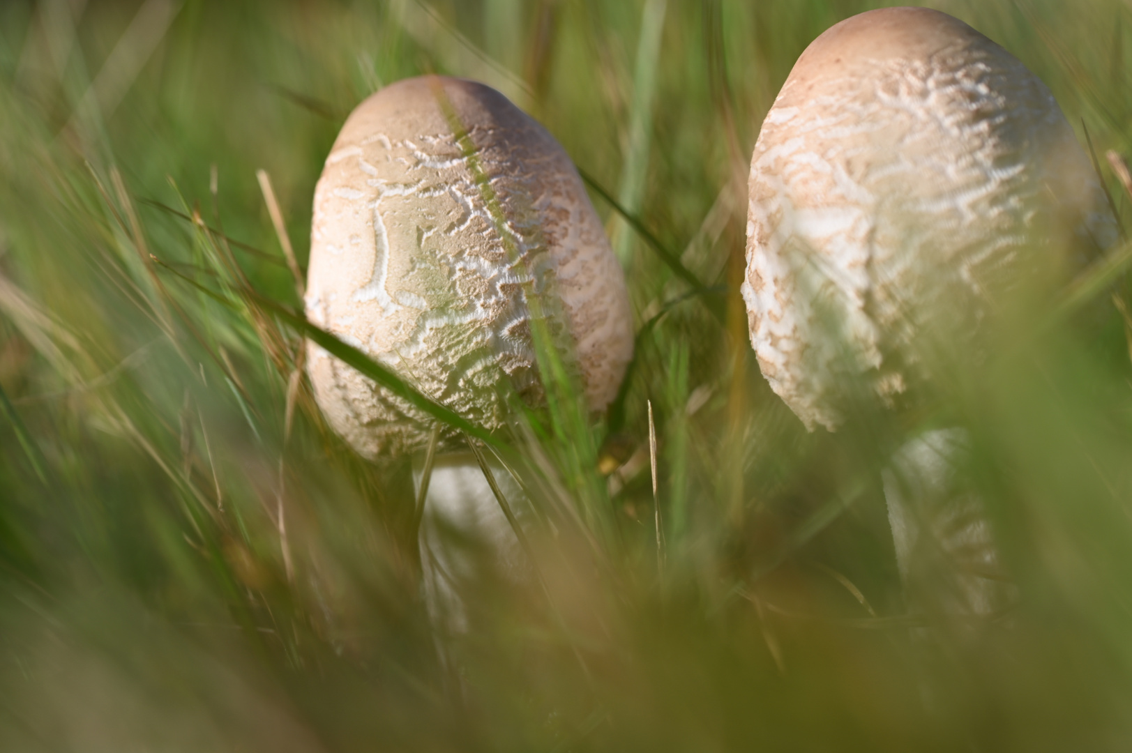 Wiesenpilz