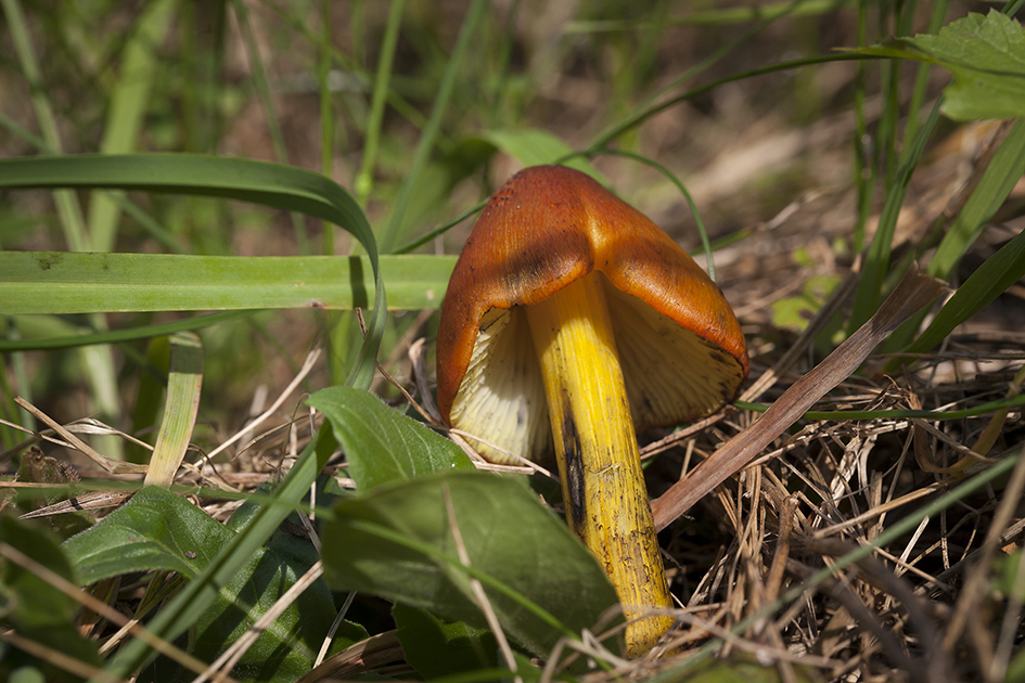 Wiesenpilz