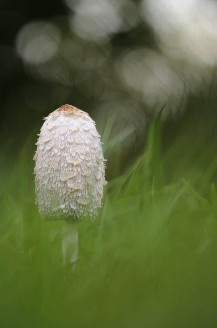 Wiesenpilz