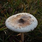 Wiesenpilz mit Tau Tropfen