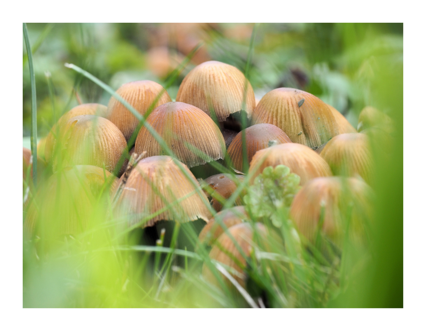 Wiesenpilze Foto & Bild pflanzen, pilze & flechten, landschaft, lebensräume Bilder auf