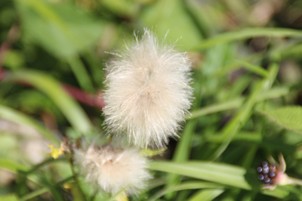  Wiesenpinsel  