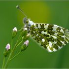 Wiesenpinzessin