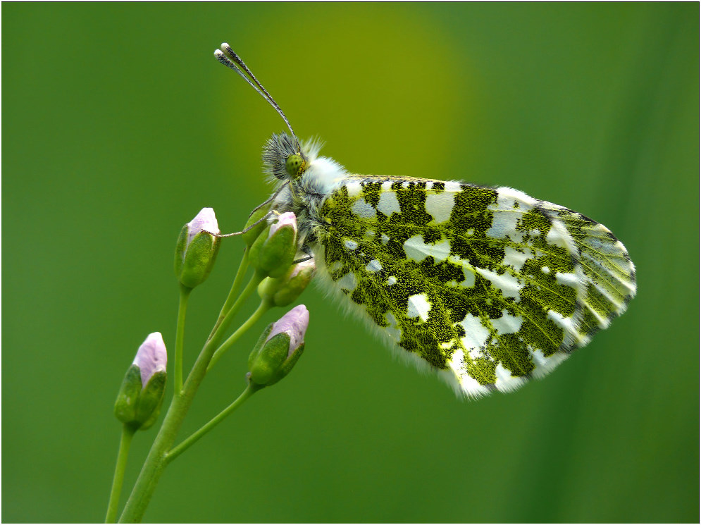 Wiesenpinzessin