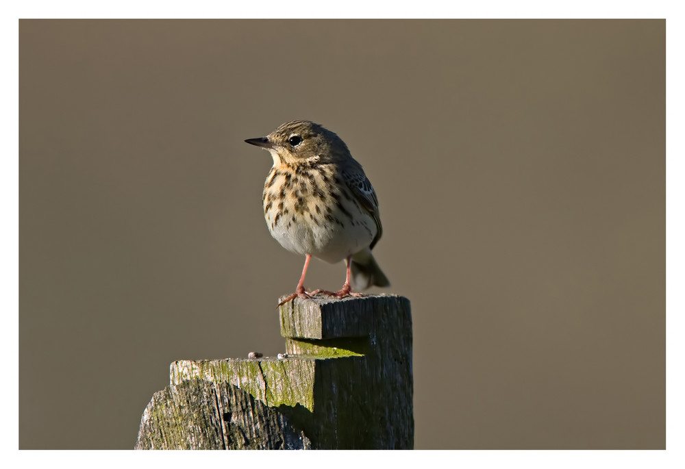 Wiesenpiper