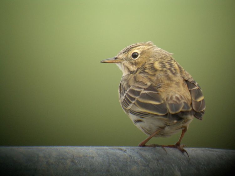 Wiesenpiper