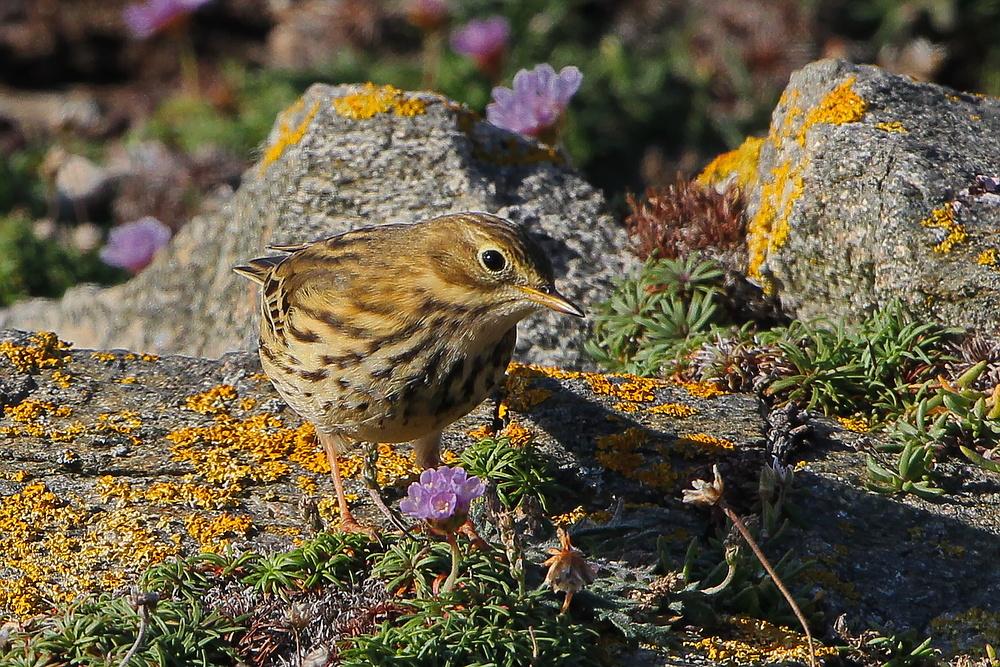 Wiesenpiper mit Blümchen