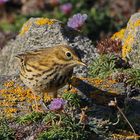 Wiesenpiper mit Blümchen