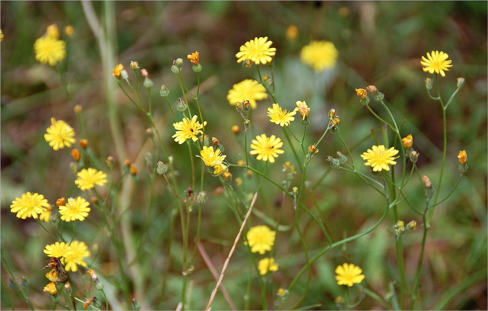 Wiesenpippau evtl.