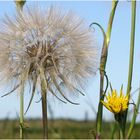 Wiesenpippau mit Knospe