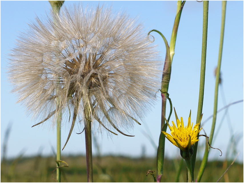 Wiesenpippau mit Knospe