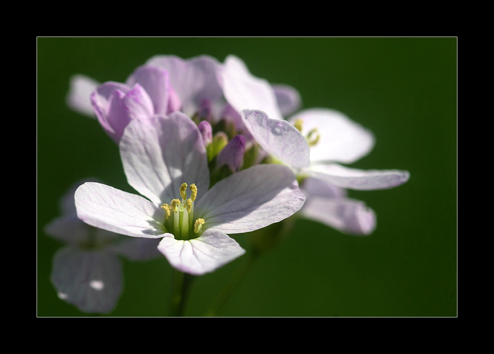 Wiesenplümschen