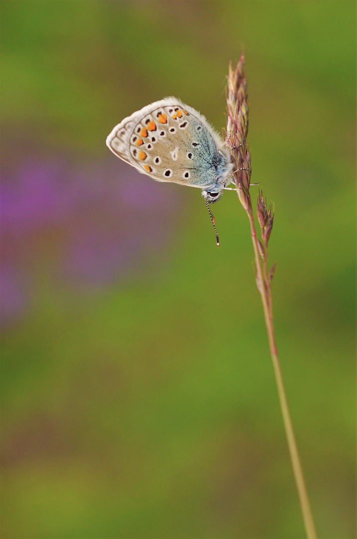 Wiesenpoesie 2