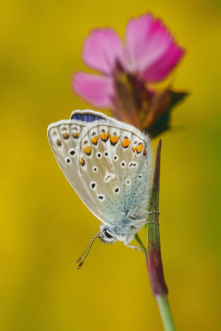 Wiesenpoesie