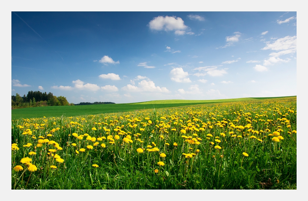 Wiesenpracht Foto & Bild | landschaft, Äcker, felder & wiesen, berge
