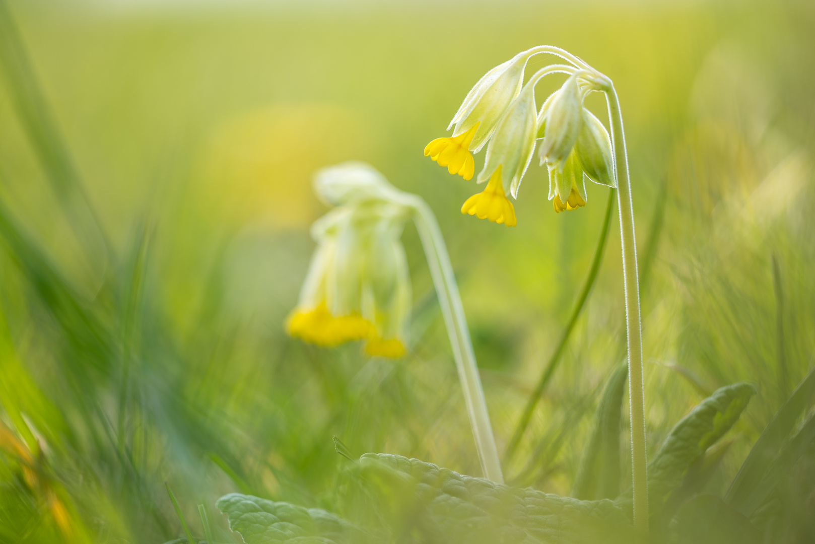 Wiesenprimel