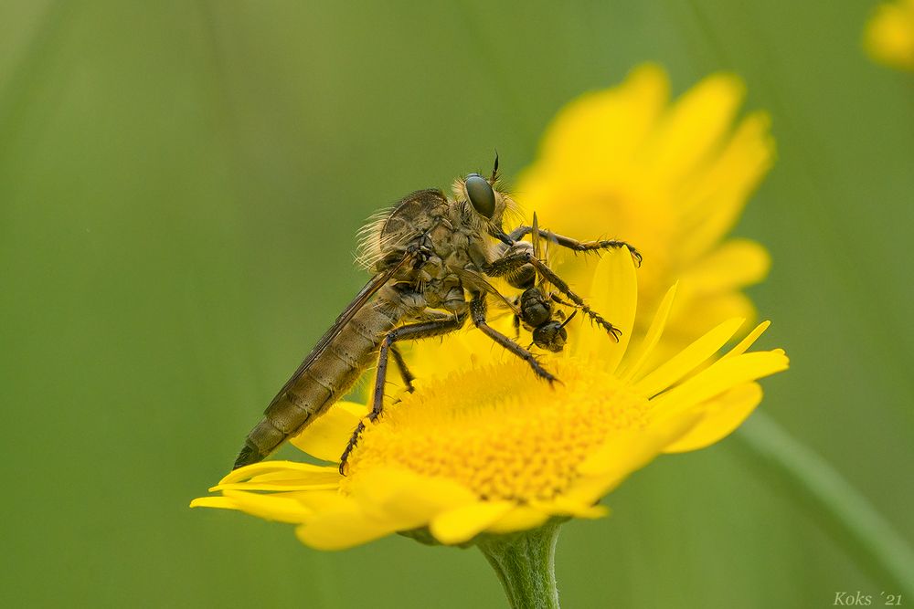 Wiesenräuber