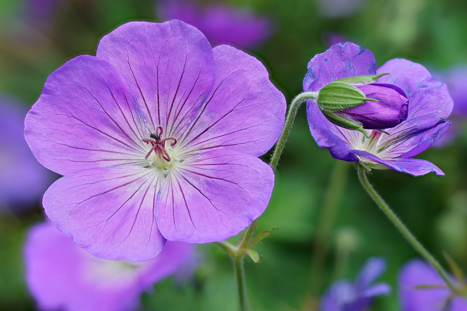 Wiesenrandschönheit