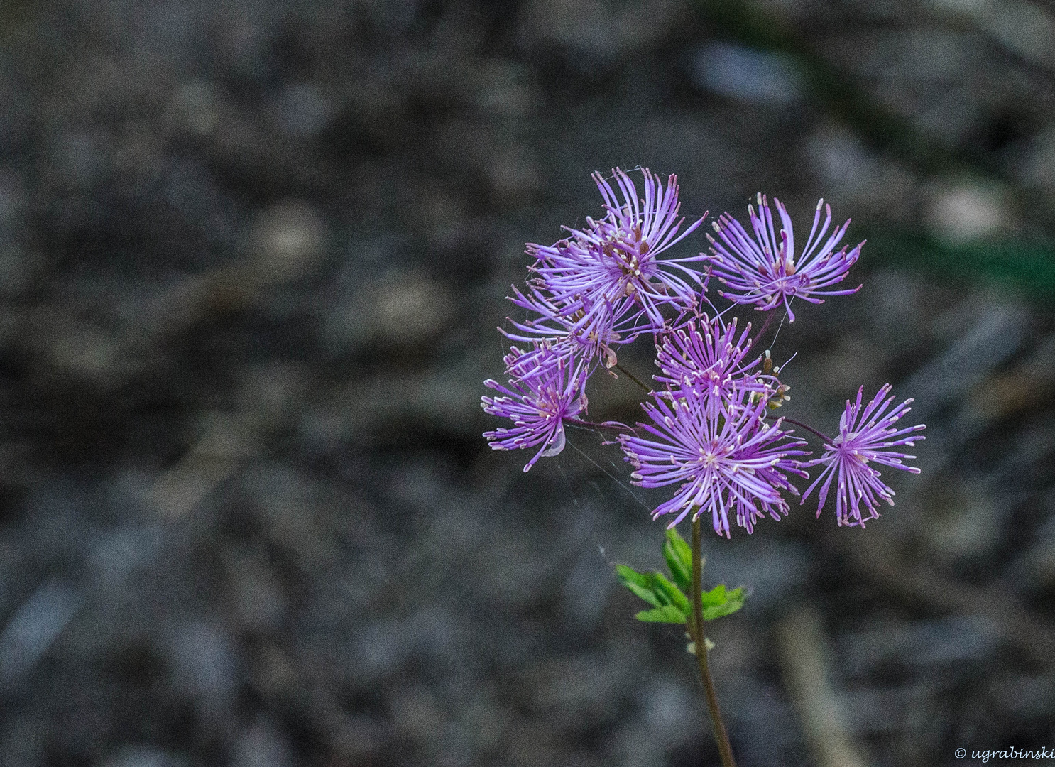 Wiesenraute 