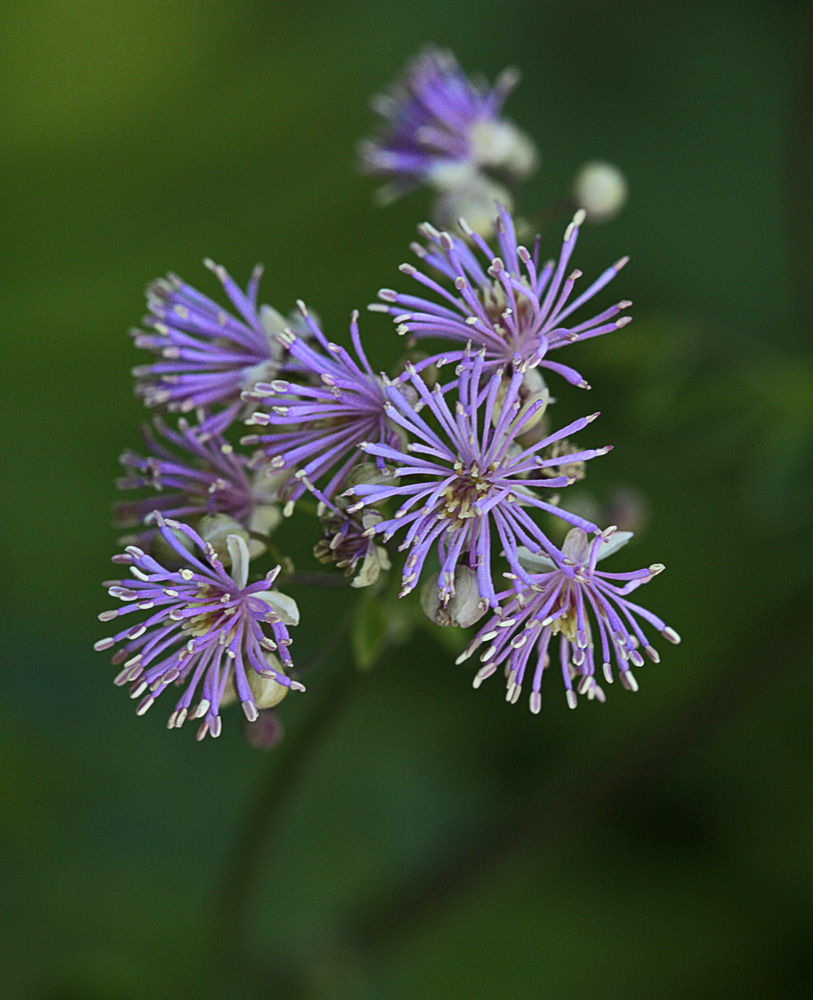 Wiesenraute