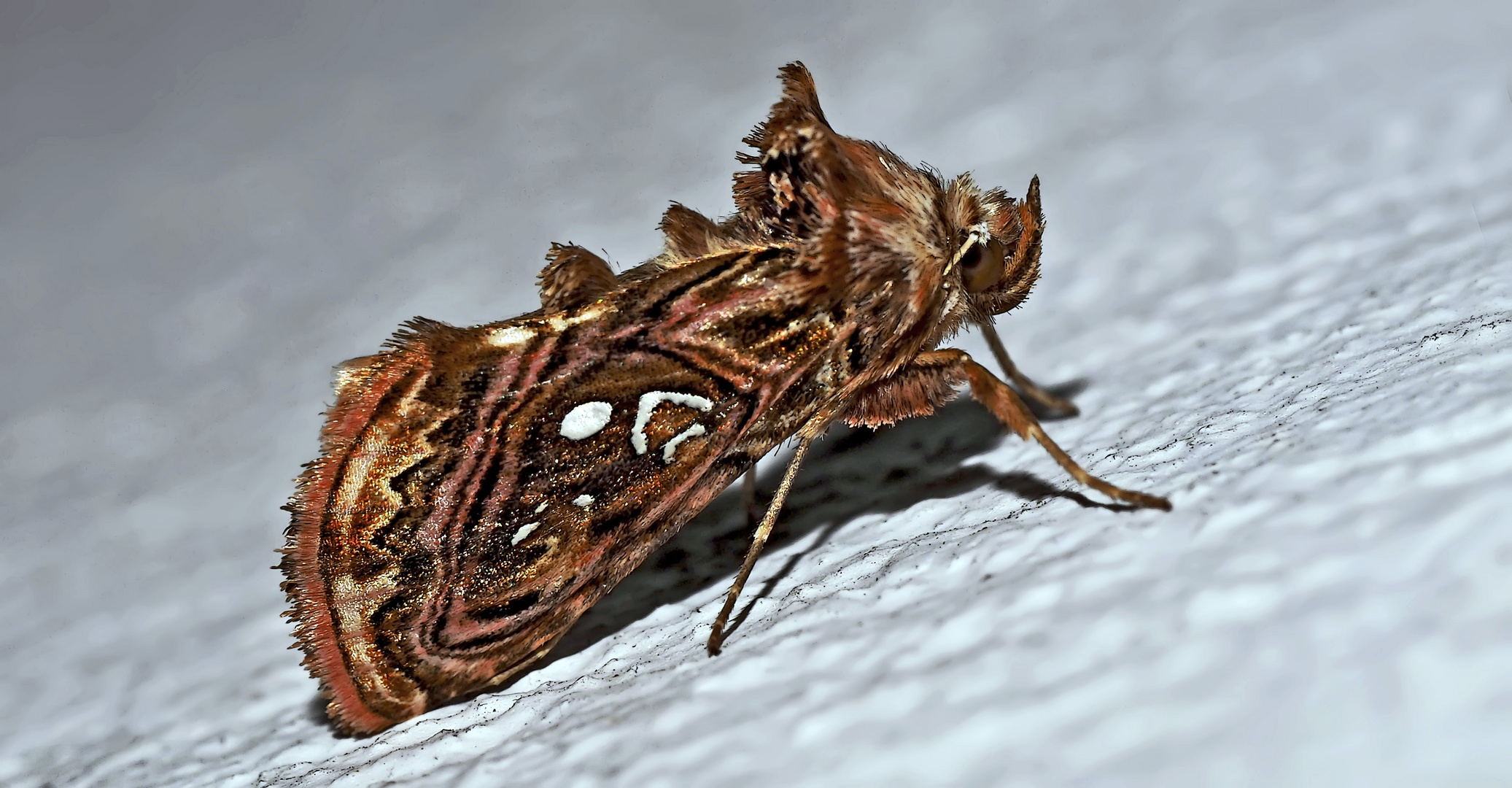 Wiesenrauten-Silbereule (Panchrysia v-argenteum) - La Plusie des Pigamons. 