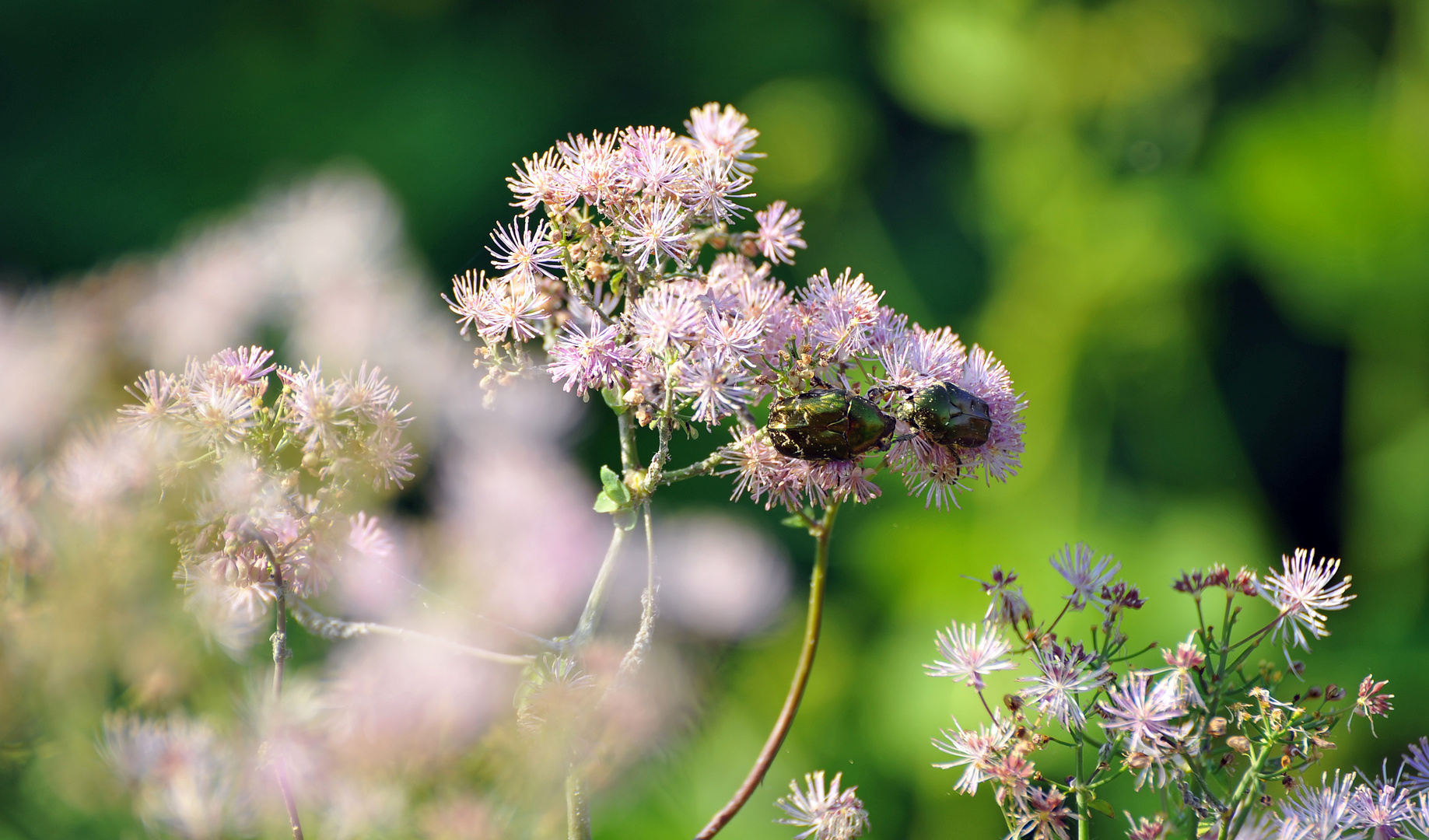 Wiesenrautenfresser