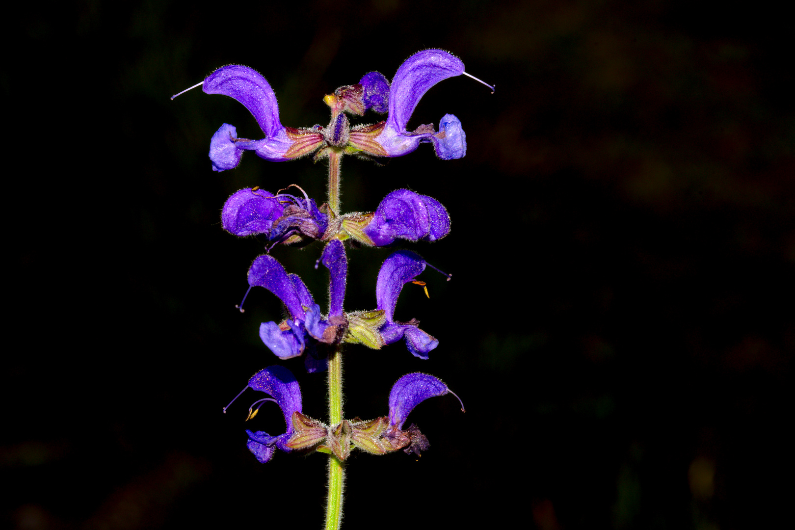 Wiesensalbei 