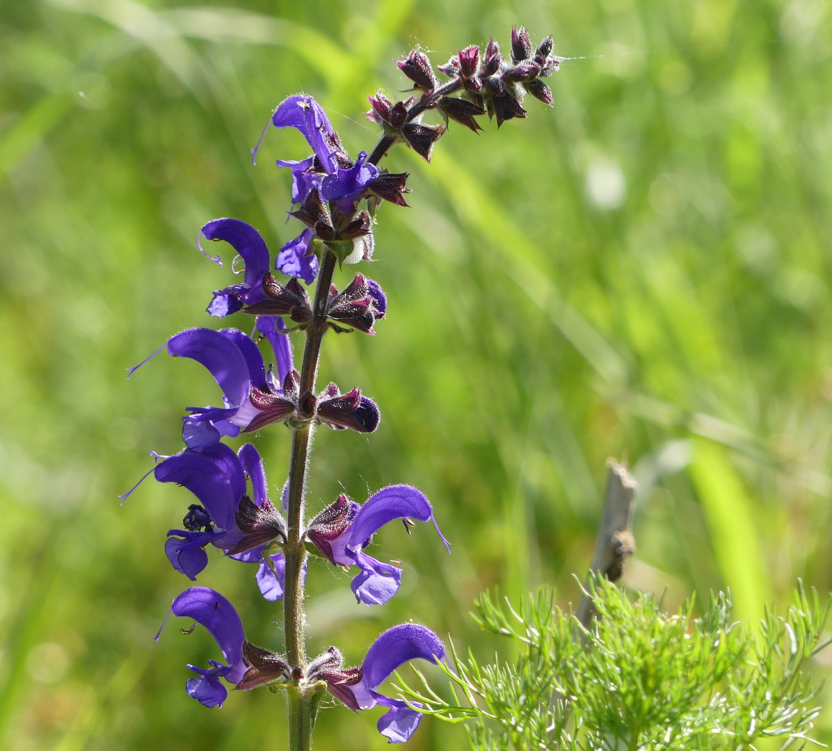 Wiesensalbei