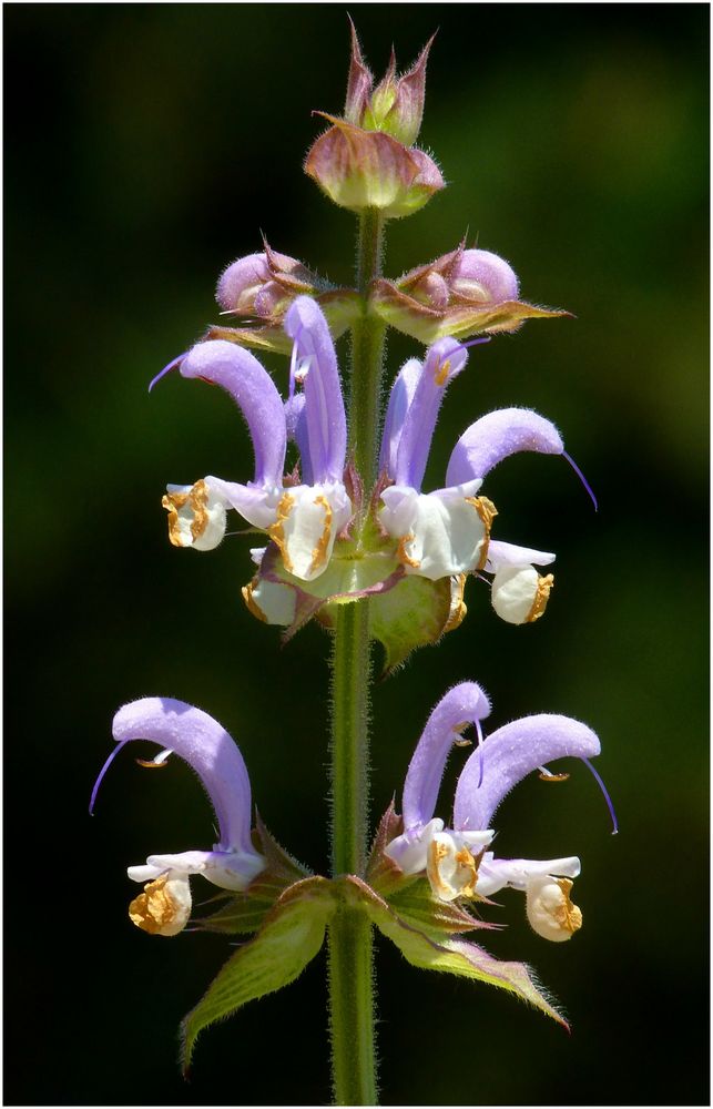 Wiesensalbei (1)