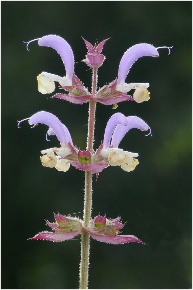 Wiesensalbei (1)