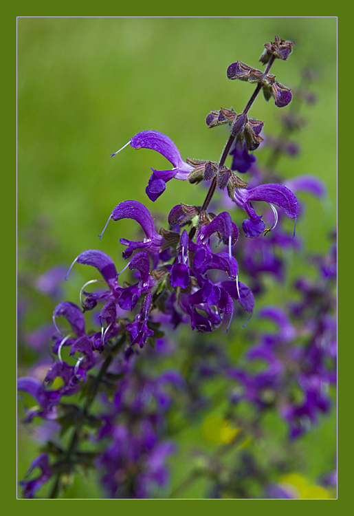 Wiesensalbei