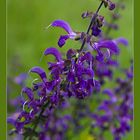 Wiesensalbei