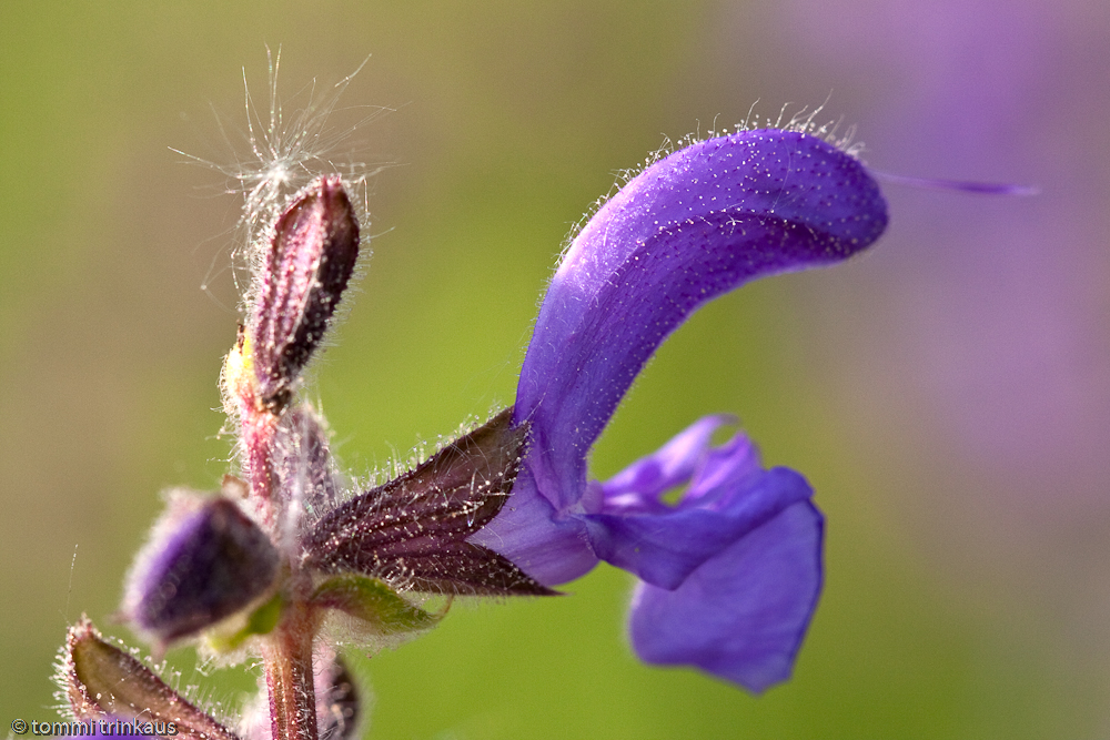 Wiesensalbei