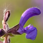 Wiesensalbei