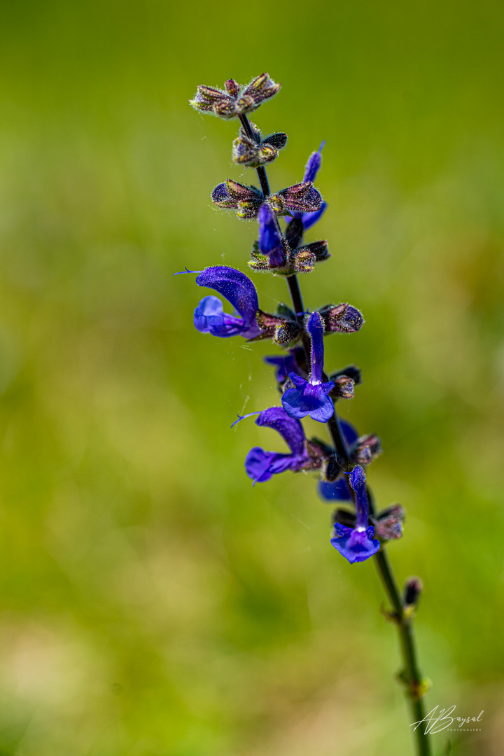 Wiesensalbei