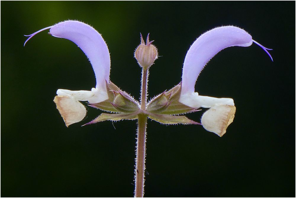 Wiesensalbei (2)