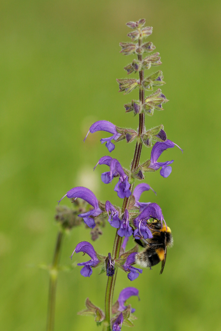 Wiesensalbei