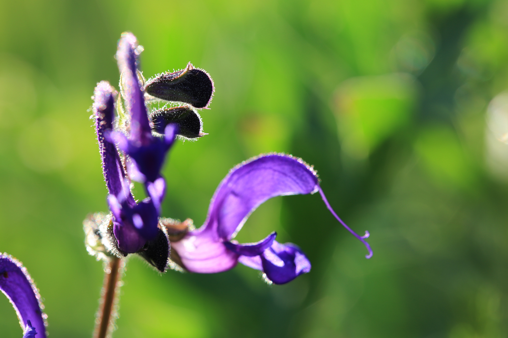 Wiesensalbei 3