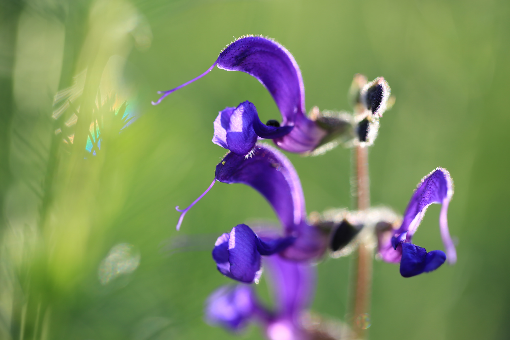 Wiesensalbei