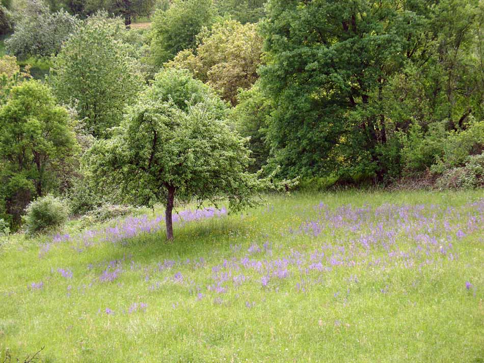 Wiesensalbei