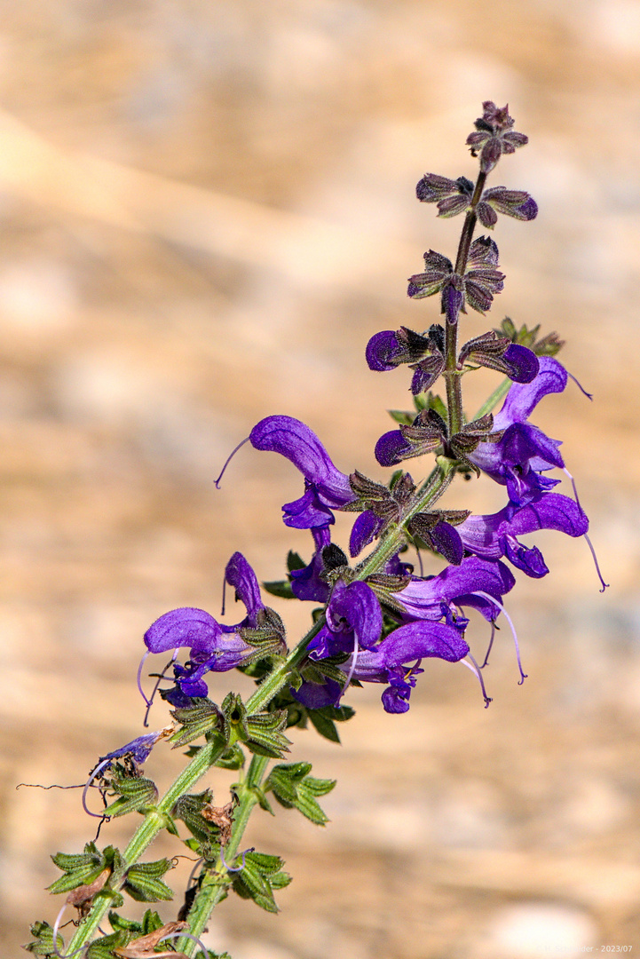 Wiesensalbei