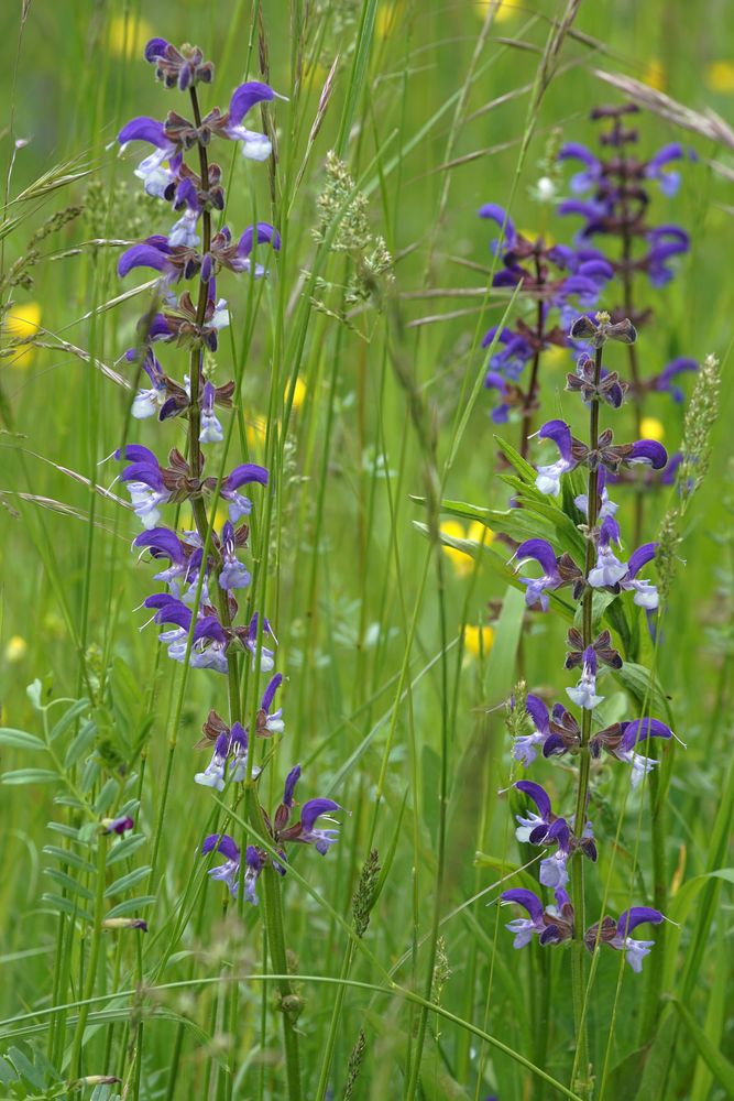 Wiesensalbei