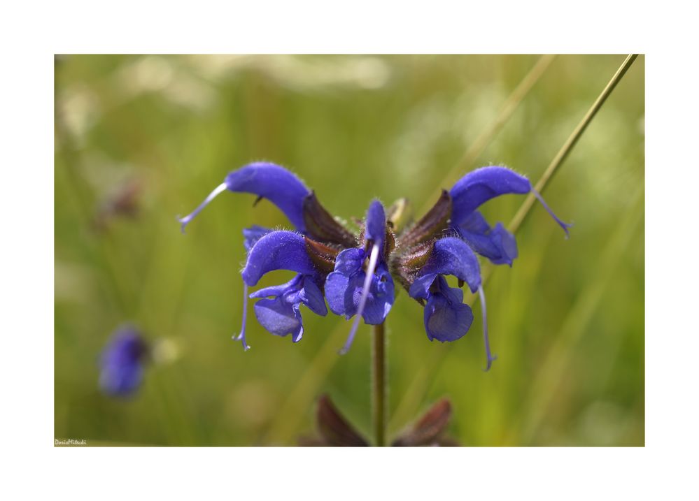 Wiesensalbei